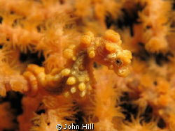 Yellow!  Hippocampus Bargibanti on a Gorgonian Coral (Mur... by John Hill 